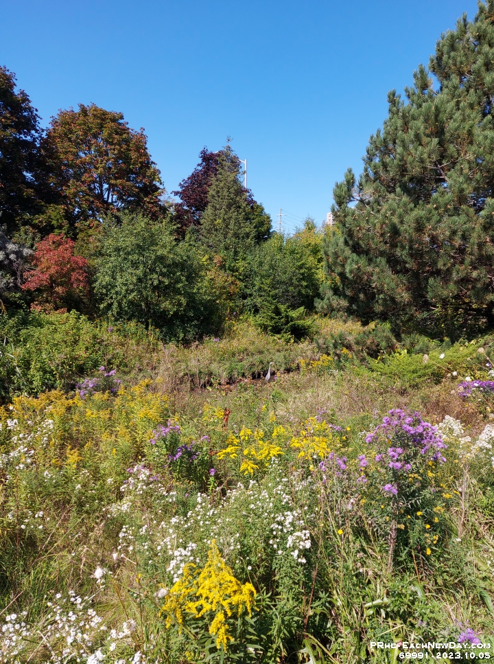 69991CrLe - Andy and I were walking along Miller's Creek and saw a Heron